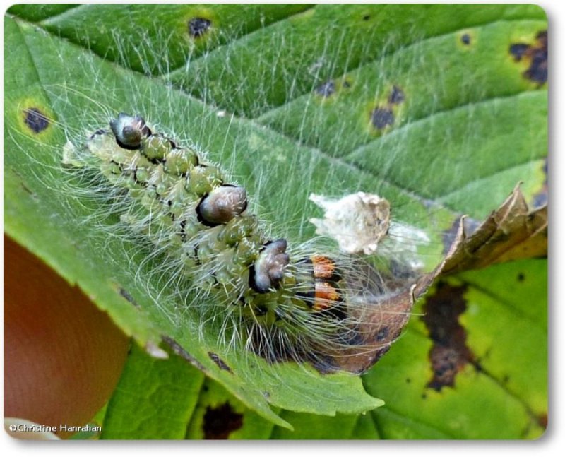 Ochre dagger moth caterpillar (Acronicta morula), #9236