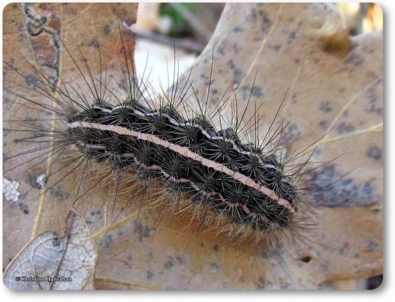 Tiger moth caterpillar (Grammia arge), #8199