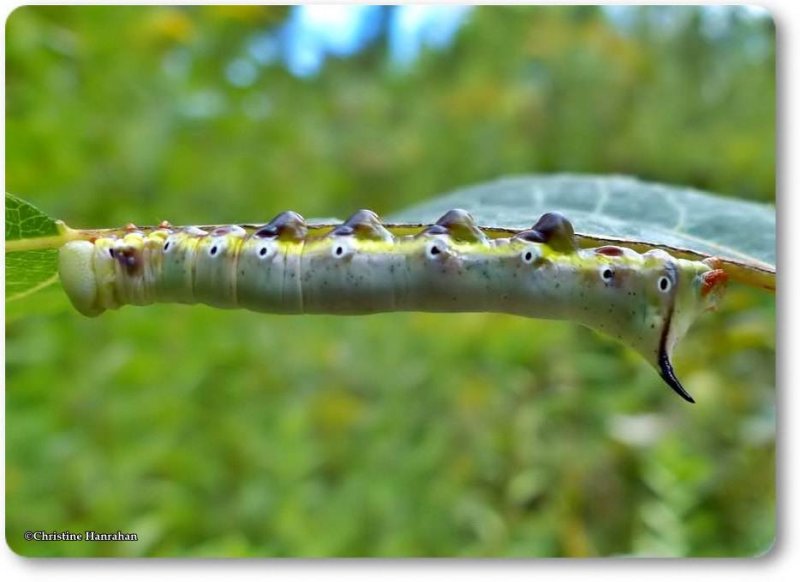 False sphinx  caterpillar (Pheosia rimosa), #7922