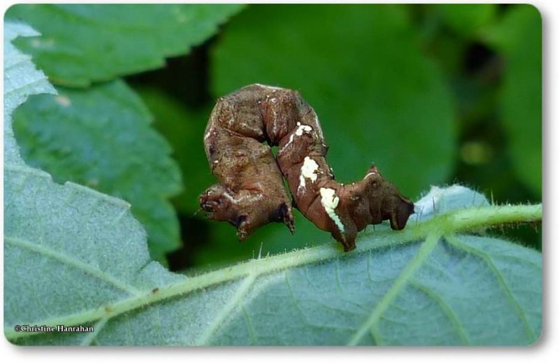 Scallop moth caterpillar (Cepphis armataria), #6835