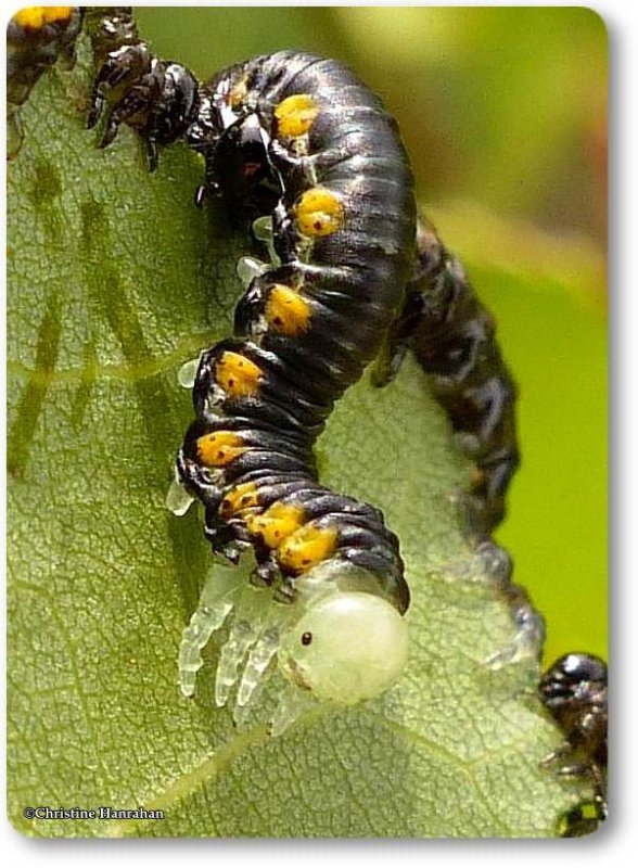 Sawfly larva (Nematus sp.)