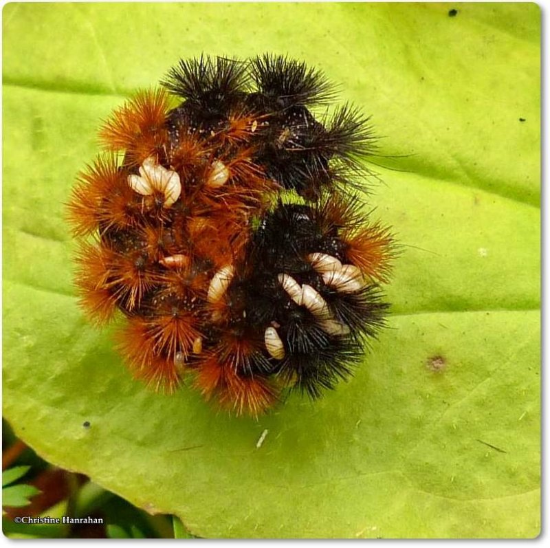 Woolly bear  caterpillar (Pyrrharctia isabella)