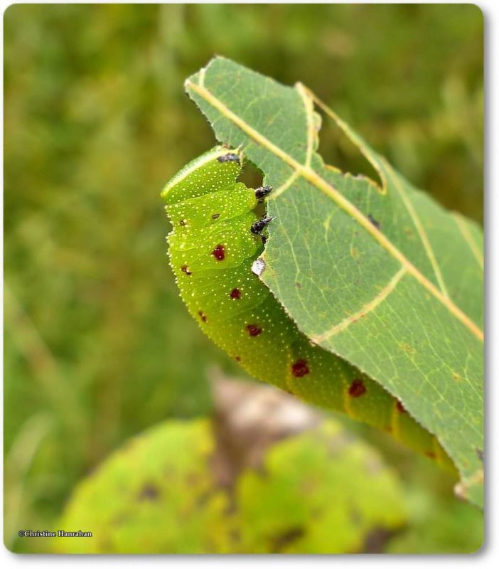 Blinded sphinx caterpillar (Paonias excaecathus), #7824