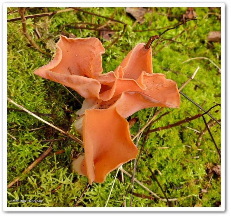 Apricot jelly fungus (Tremiscus helvelloides</em<)