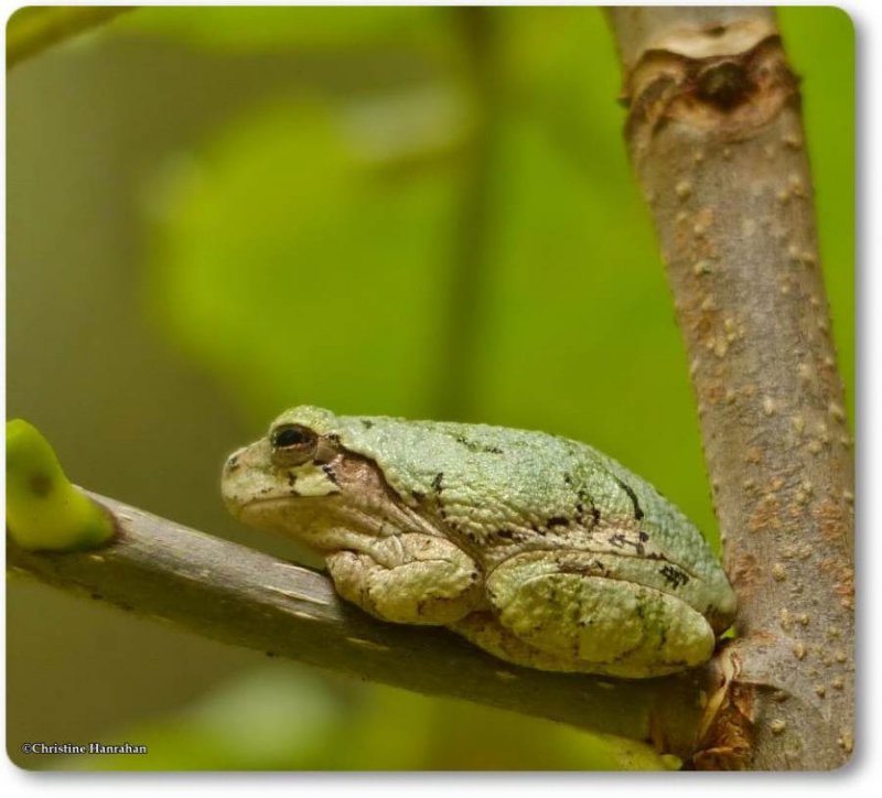 Grey treefrog (Hyla versicolor)