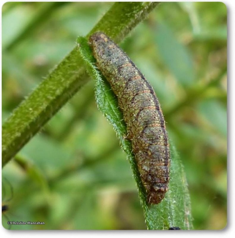 Moth caterpillar (Zanclognatha pedipilalis), #8348