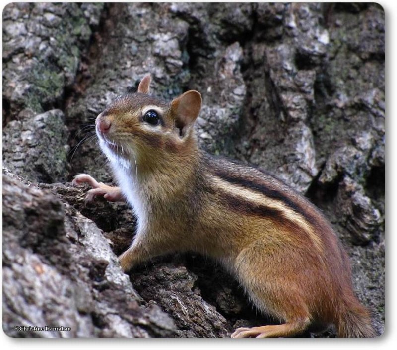 Chipmunk
