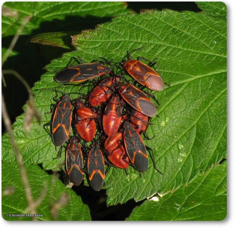 Eastern Box Elder Bugs (Boisea trivittata)