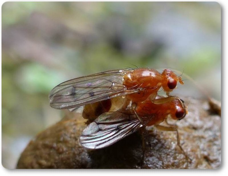 Marsh Flies (Family: Sciomyzidae)