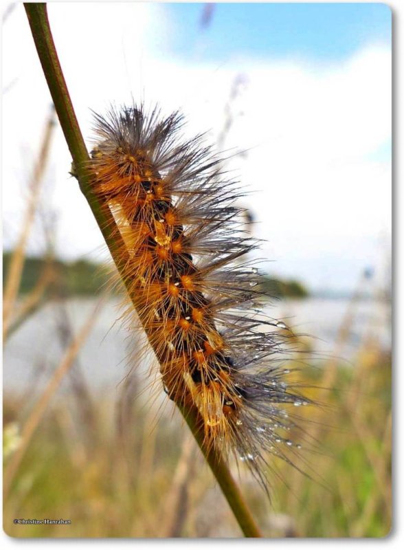 Virginian tiger moth caterpillar (Spilosoma virginica), #8137