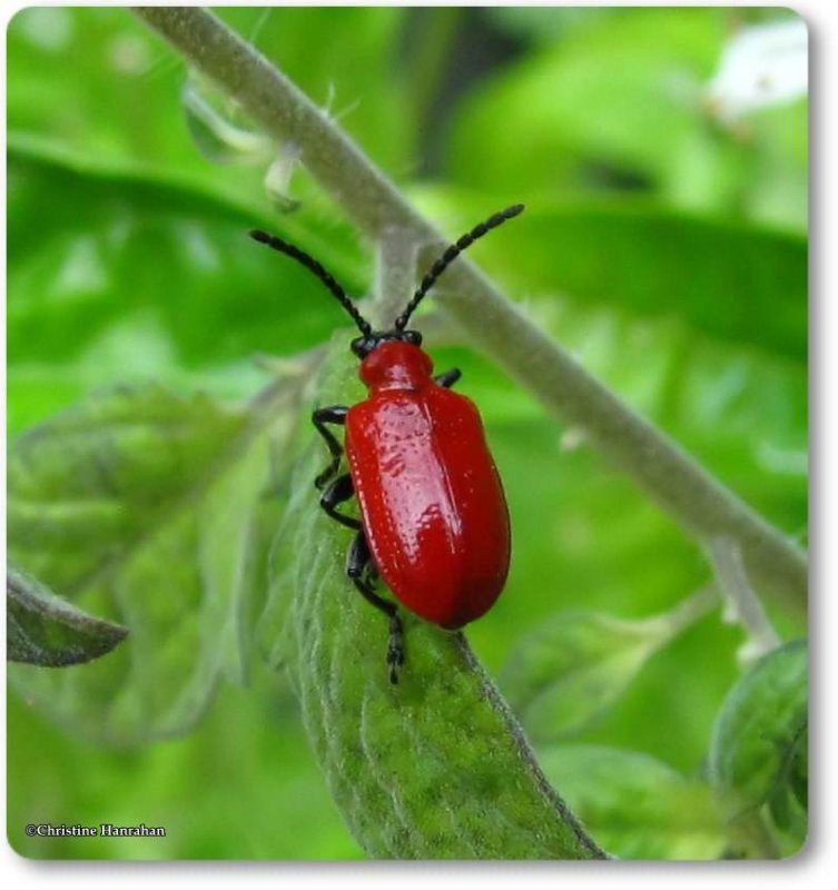Lily leaf beetle (Lilioceris lilii)