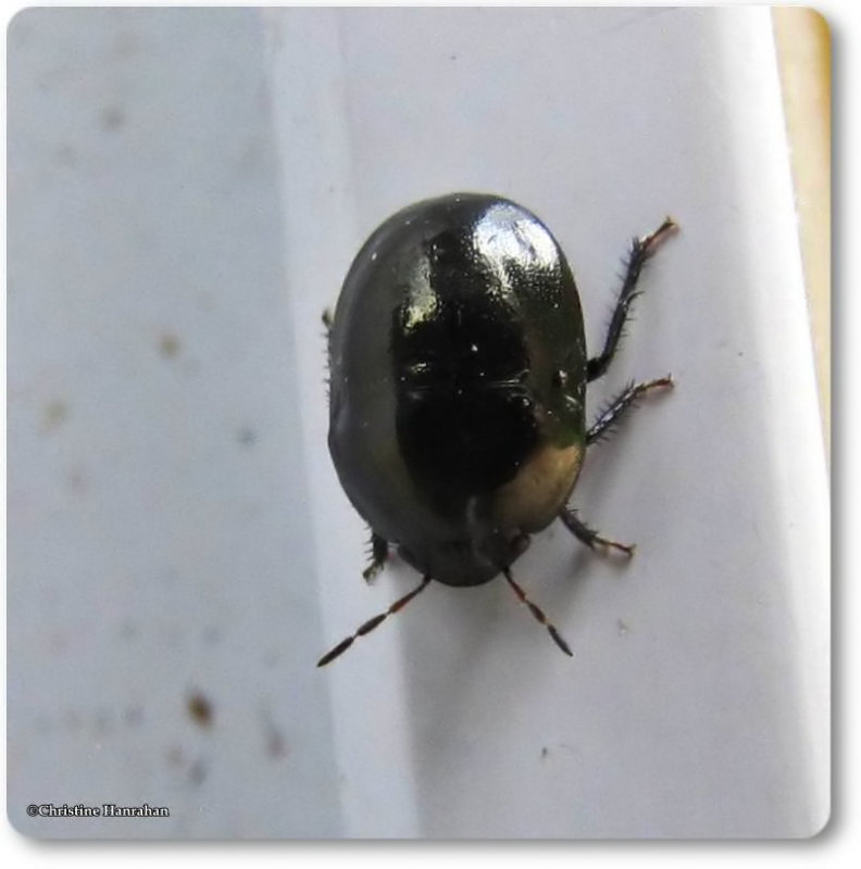 Ebony bug (Galgupha atra)