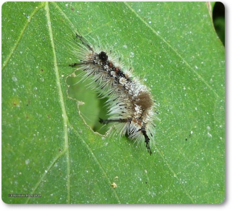 Variable tussock moth caterpillar (Dasychira vagans), #8294