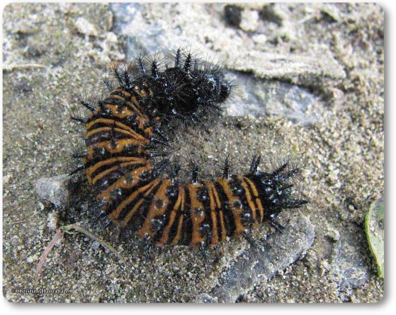 Harriss checkerspot larva (<em>Chlosyne harrisii</em>)