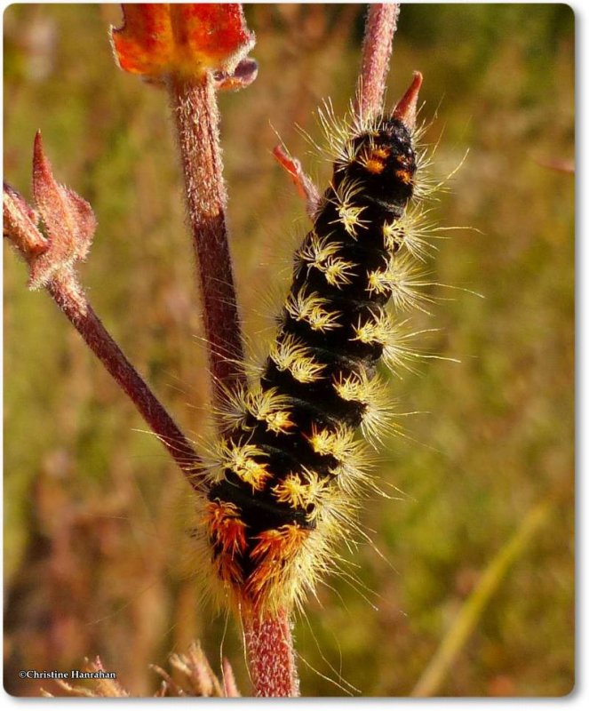 Impressive Dagger Moth caterpillar  (Acronicta impressa), #9261