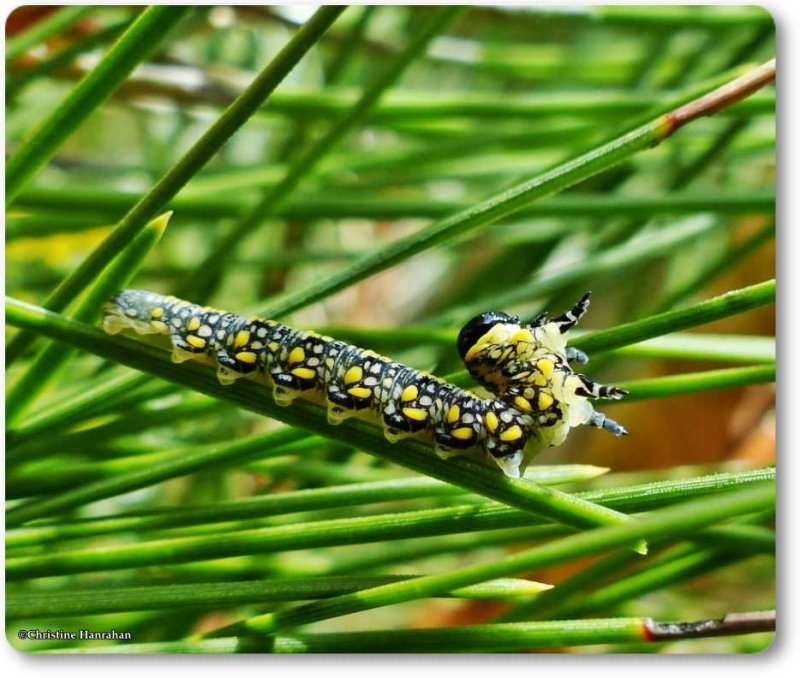 Introduced Pine sawfly larva  (Diprion similis)