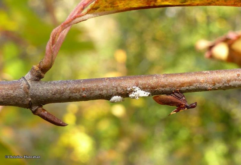 Treehopper (Enchenopa)