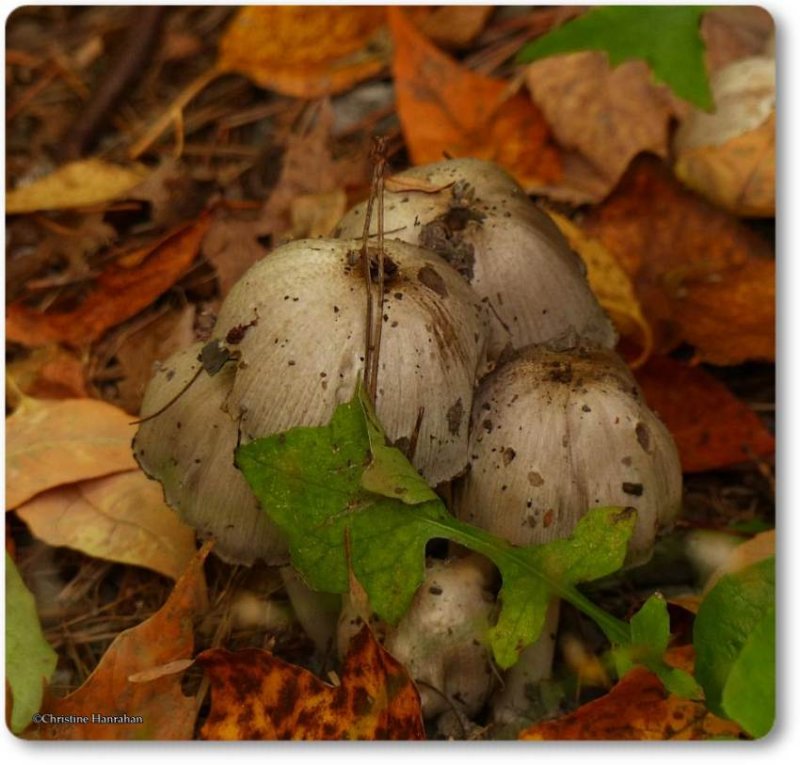 Coprinus Mushrooms
