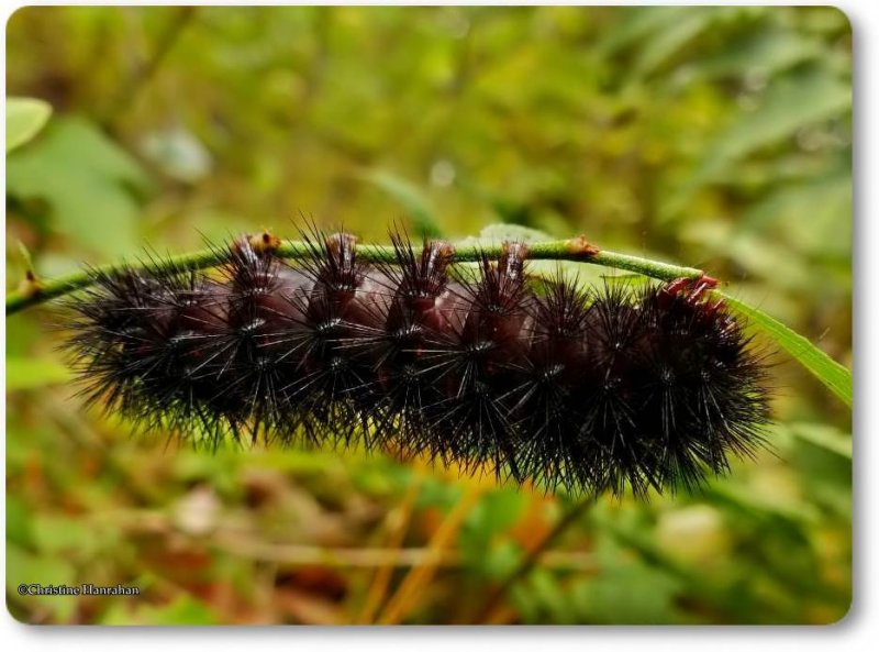 Giant leopard moth caterpillar (Hypercompe scribonia), #8146