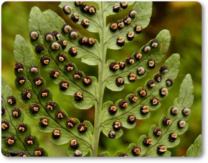 Marginal wood fern (Dryopteris marginalis)