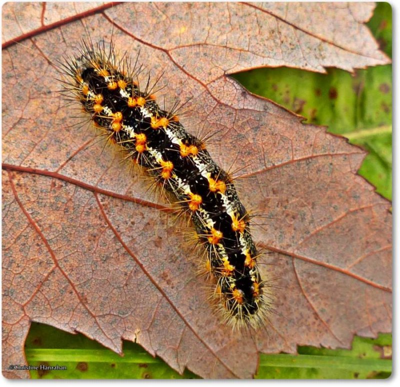 cattail moth caterpillar (Acronicta insularisi), #9280