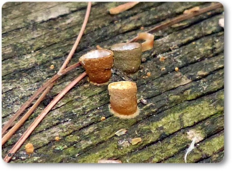 Bird's nest fungi