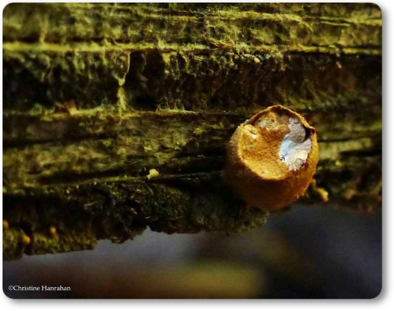 Bird's nest fungi (Nidularia pulvinata)