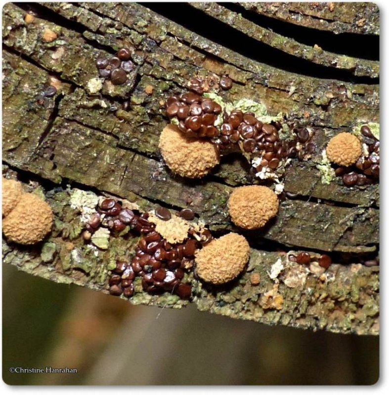 Bird's nest fungi (Nidularia pulvinata)