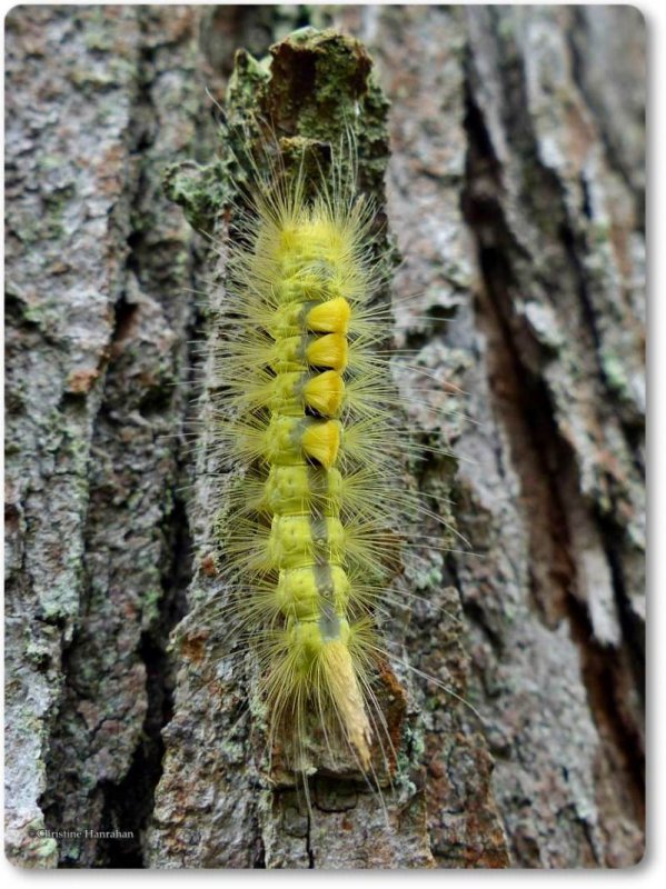 Definite tussock caterpillar (Orygia definita), #8314