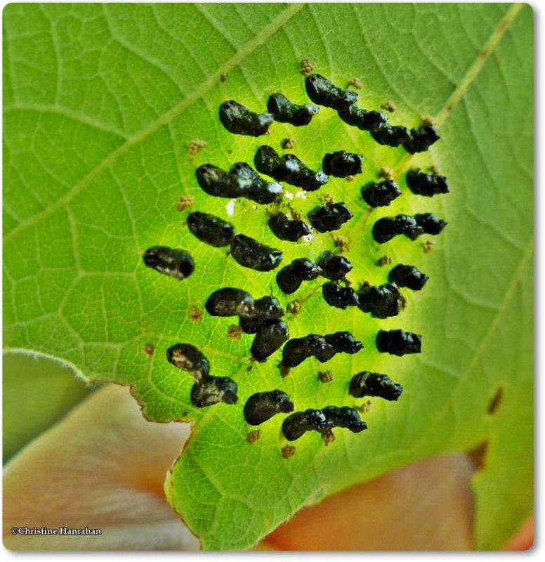 Chalcidid wasp cocoons