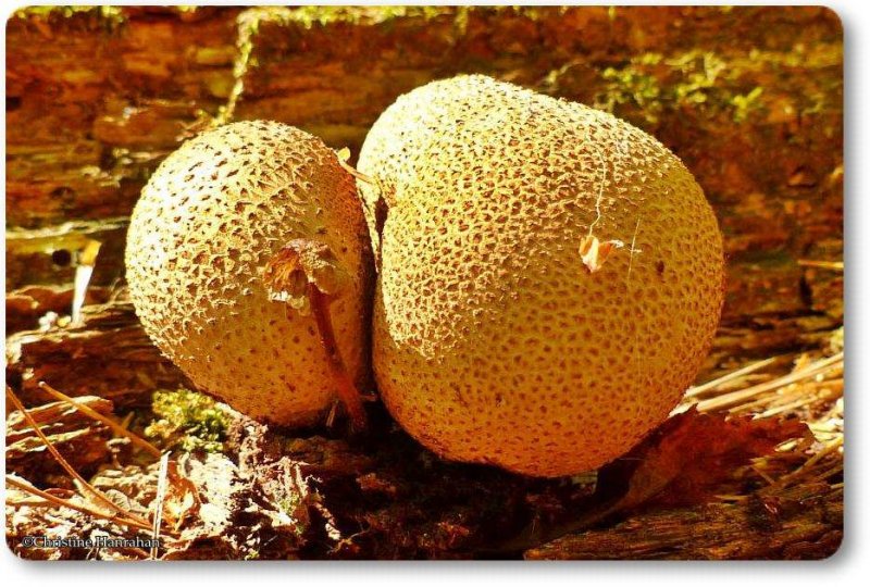 Puffball (Scleroderma citrinum)