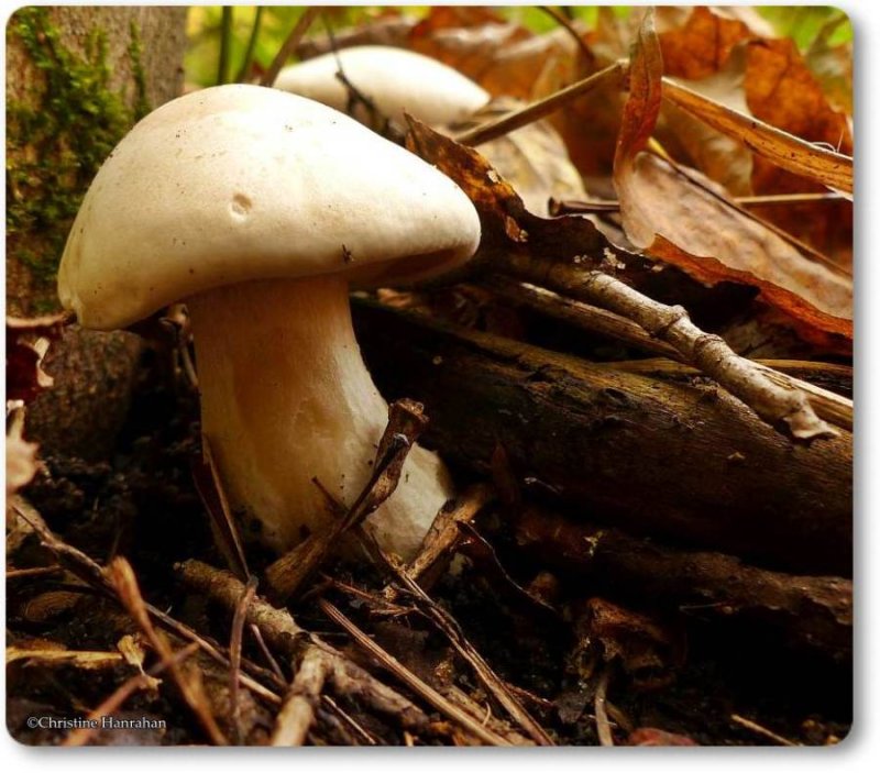 Mushroom, possibly a Cortinaria species
