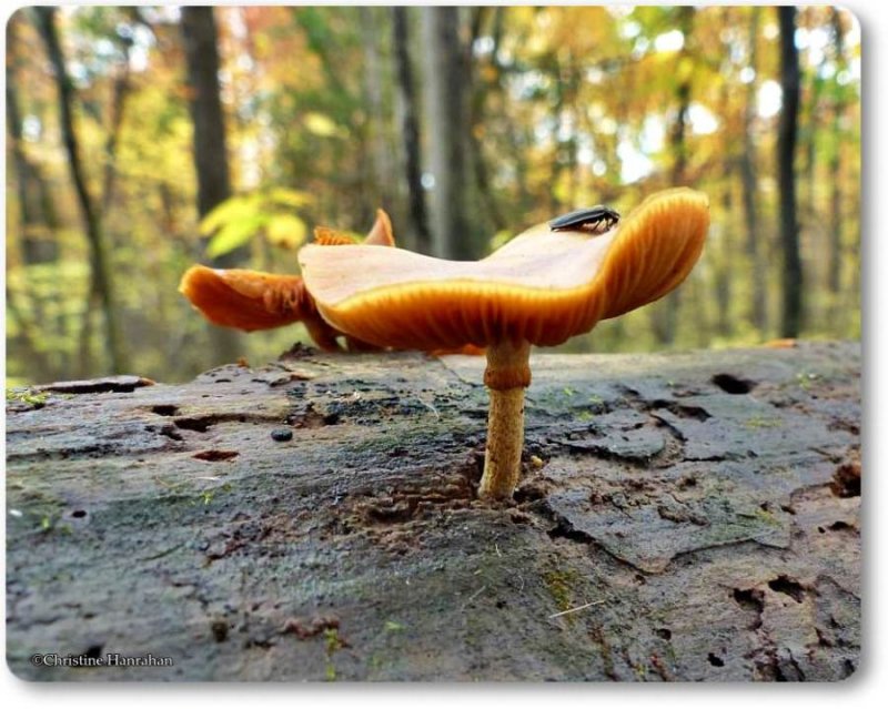 Firefly on mushroom