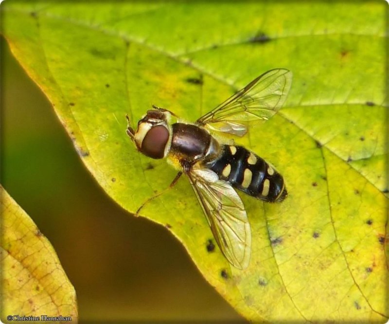 Hover fly (Subfamily Syrphinae)