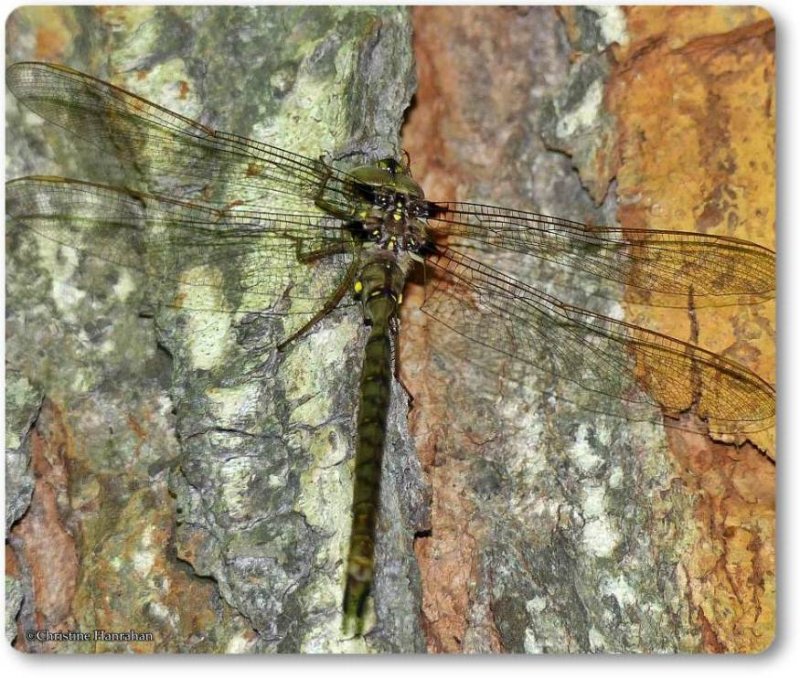 Fawn darner (Boyeria vinosa)