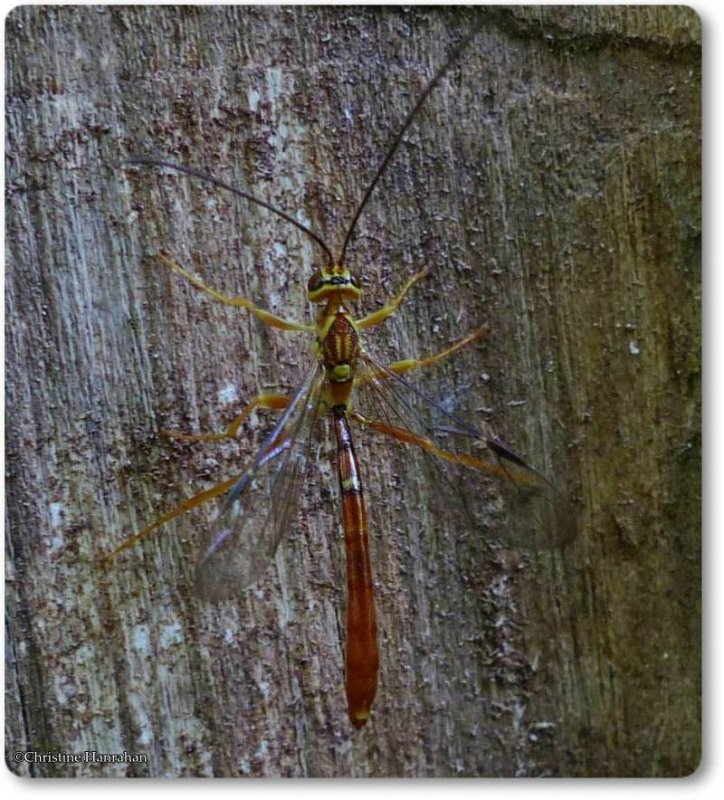 Ichneumonid wasp (Megarhyssa)
