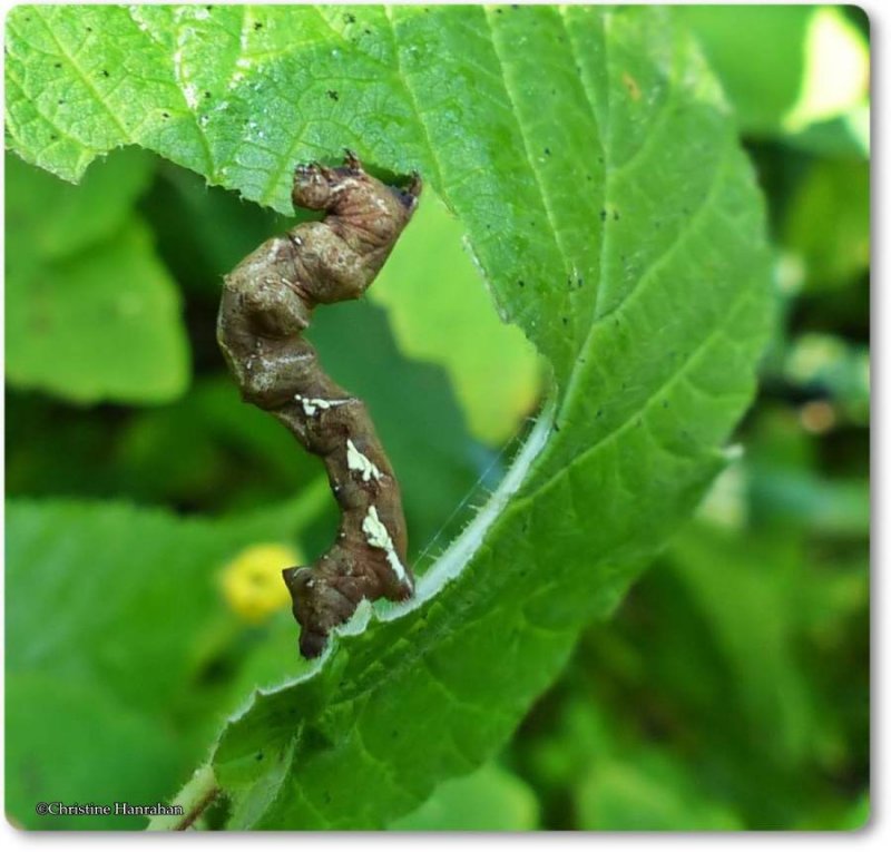 Scallop moth caterpillar (Cepphis armataria), #6835