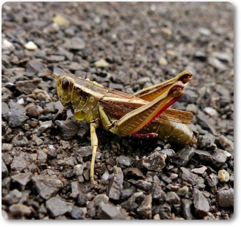 Two-striped grasshopper (Melanoplus bivittatus) laying eggs