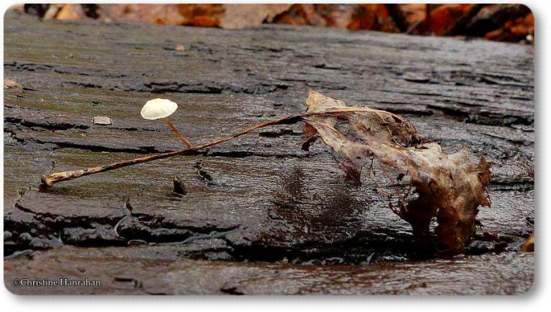 Marasmius mushroom on leaf stem