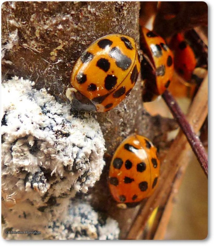 Asian lady beetles (Harmonia axyridis)