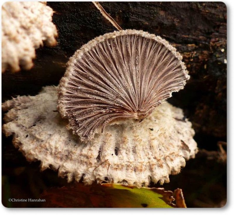 Split gill mushroom (Schizophyllum commune)