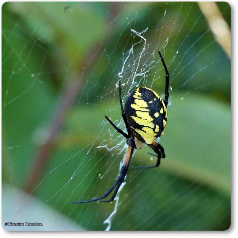 Black and yellow argiope, female (Argiope aurantia)