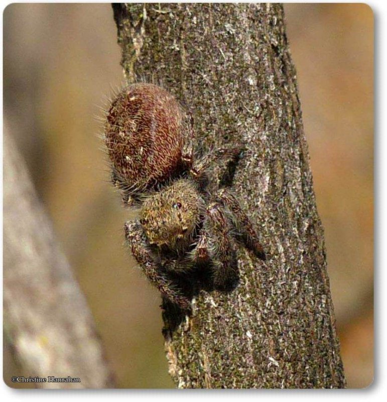 Spiders and Mites (Arachnida) of the Reveler Conservation Area