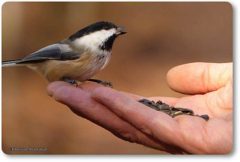 A bird in the hand...