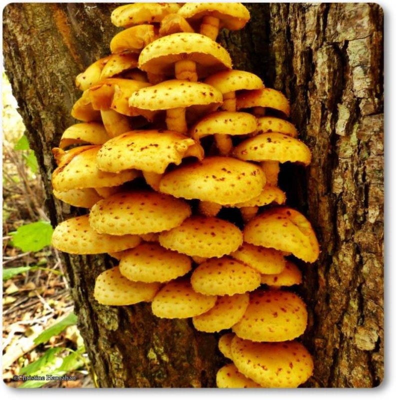 Mushrooms  (Pholiota)