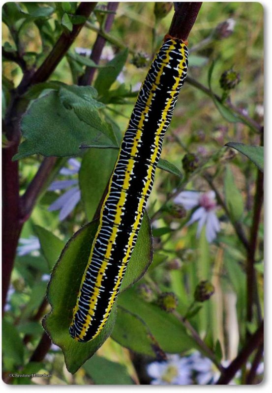 Zebra caterpillar (Melanchra picta), #10293