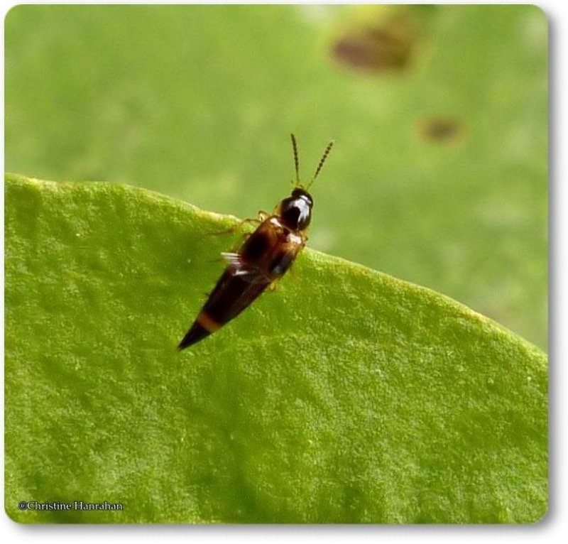 Rove beetle (Lordithon sp.)