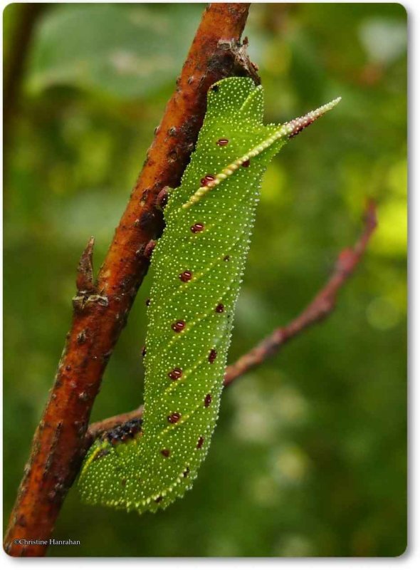 Blinded sphinx caterpillar  (Paonias excaecathus), #7824