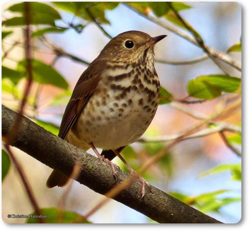 Every spring I hear the thrush singing...