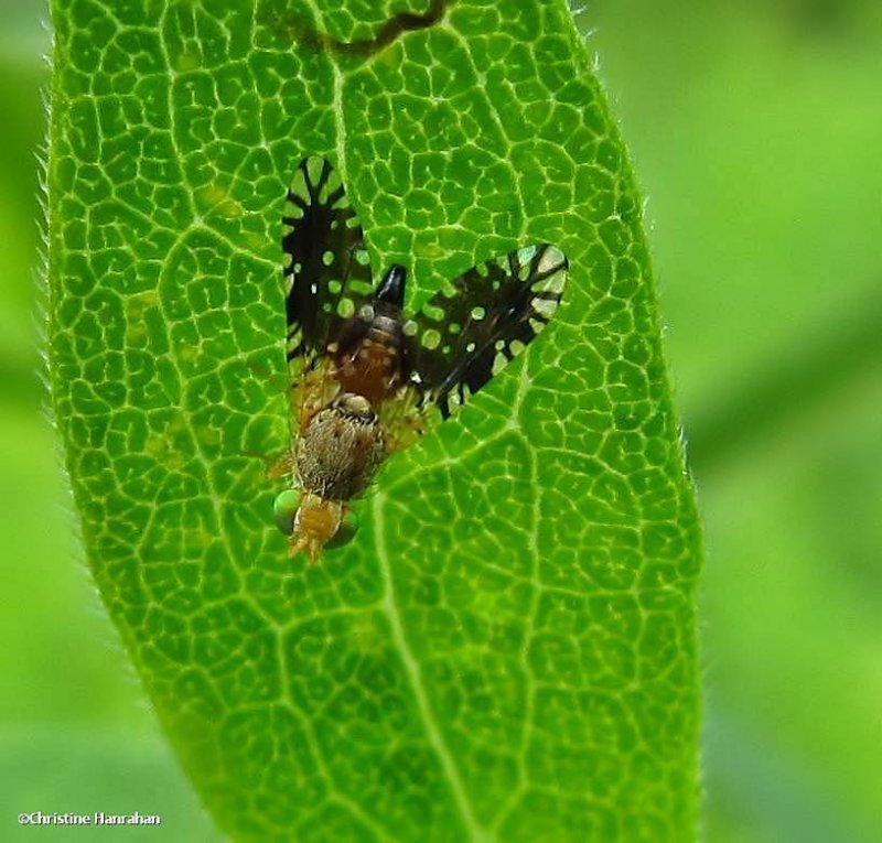 Ragweed fruit fly (Euaresta bella)